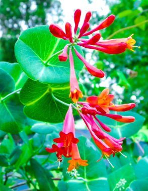 Pembe hanımeli çiçeklerine yakın çekim. Yazın Polonya doğası, çiçek ve bahçe kavramı.