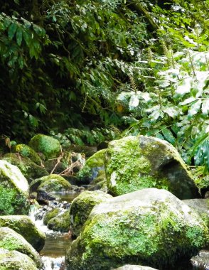 Small river at Botanical Garden of Ribeira do Guilherme S Miguel Island Wild exotic nature of Azores arhipelago.