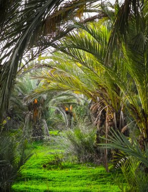 Date palm forest in Cyprus, asia. Tropical nature.
