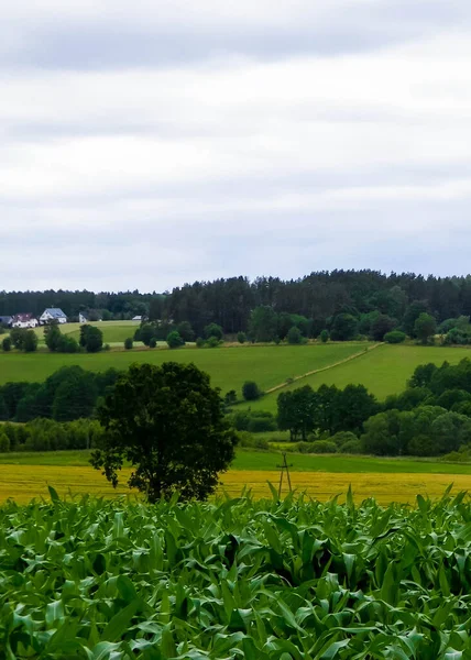 Stock image Fields and meadows of Wiezyca. Beautiful nature of Kashubia region in Pomerania, northern Poland.