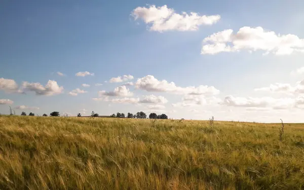 stock image Sunny day over the golden field. Nature backgraund, copy space on sky. Nature and agriculture concept. Typical view of polish village area. Northern Poland.