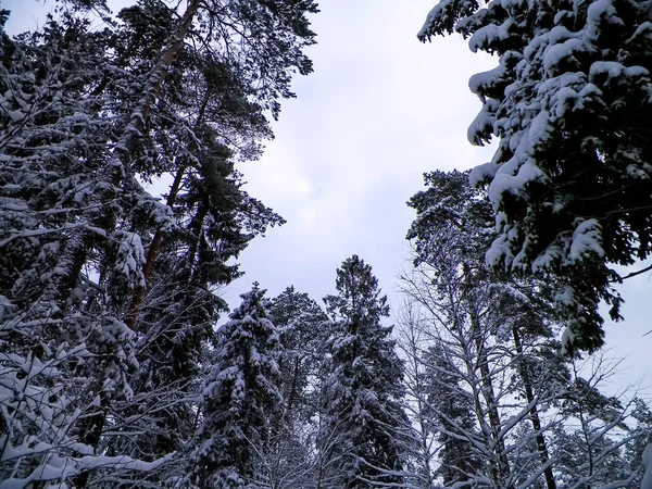 Гілки Покриті Снігом Природний Фон Краса Зимової Природи — стокове фото