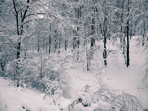 Χειμερινό Δάσος Στην Wiezyca Kashubia Βόρεια Πολωνία Άγρια Φύση Χειμώνα — Φωτογραφία Αρχείου