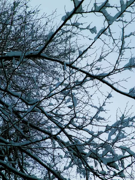 Wintersaisonkonzept Weißer Schnee Auf Ästen Naturhintergrund Kunstfilter Getönt — Stockfoto