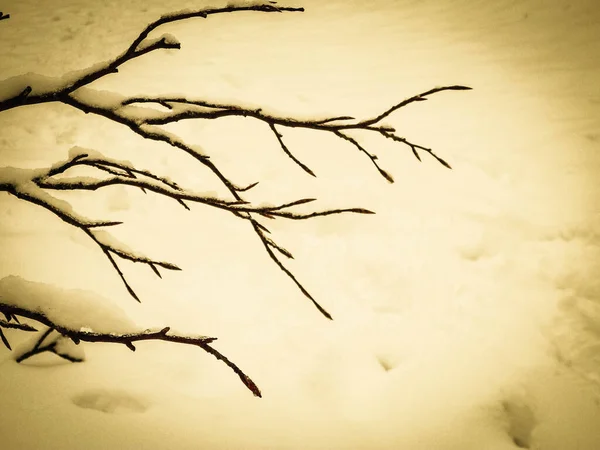 冬の季節のコンセプト 枝に白い雪 自然背景 アートフィルタートーン — ストック写真