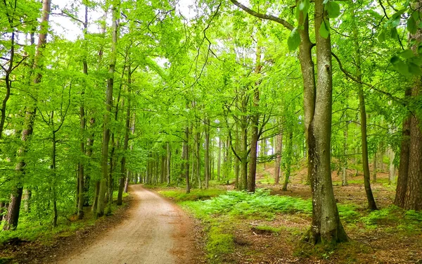 stock image Landscape of forest area in Pelcznica National Reserve. Beautiful nature of northern Poland, Kashubian region.