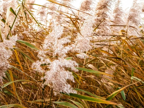 Coastal Grasses Morning Light Natural Background Copy Space — Stock Photo, Image