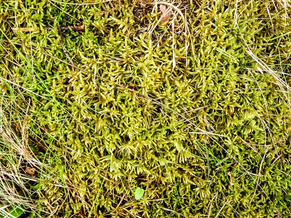 Close Forest Moss Lichen Beauty Nature Background — Stockfoto