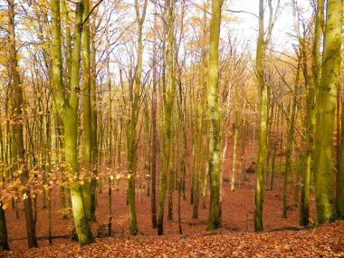 Sonbaharda Polonya ormanı. Doğa konsepti.