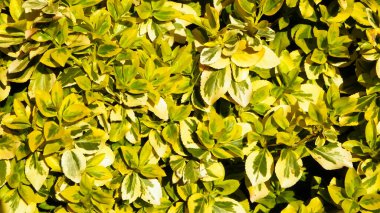 Euonymus Fortei doğa geçmişi olarak ayrılıyor. Bahçe işleri konsepti. Boşluğu kopyala.