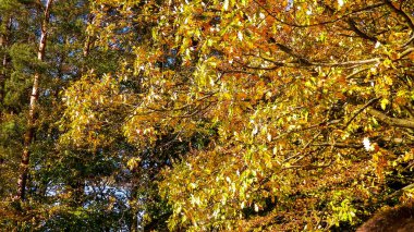 Sarı yapraklı ağaç. Sonbahar sezonu. Doğa konsepti.