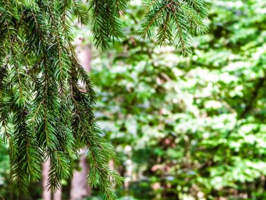 Forest background. Close-up of spruce branches. NAture concept. Copy space on blur.