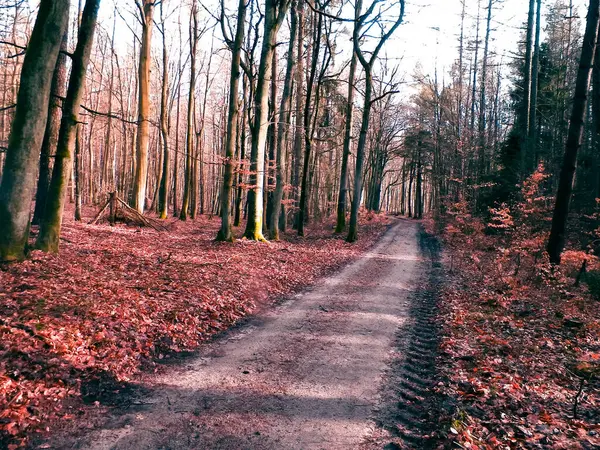 冬の休憩の後 森は再び目覚めます 春の太陽が木を破る ポーランドの自然 自然概念 — ストック写真