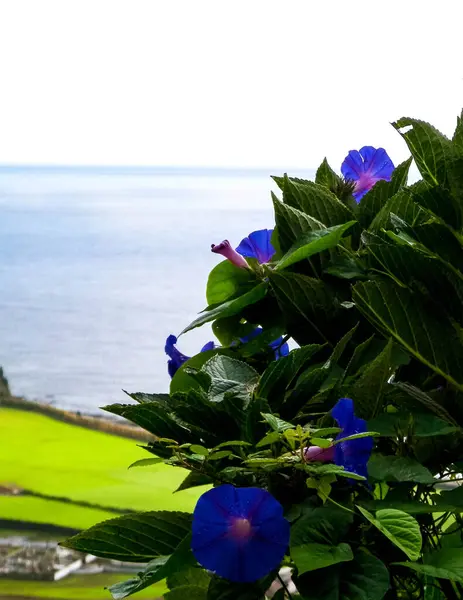 Крупный План Голубых Цветов Переплетения Естественном Фоне Деревни Фаял Терра — стоковое фото