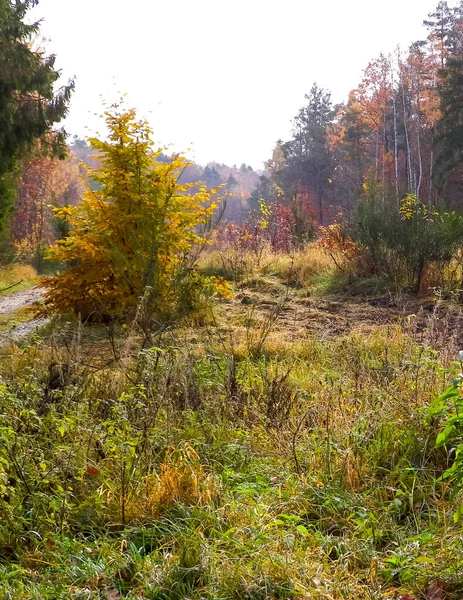 自动的森林景观 波兰的秋天 自然与旅行概念 — 图库照片