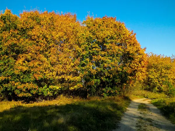 Осенний Лес Солнечный День Польша Концепция Природы Путешествия — стоковое фото