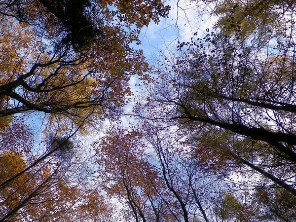 Wald Herbstliche Bäume Vor Blauem Himmel Goldener Herbst Kopierraum Abstrakter — Stockfoto