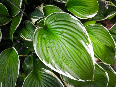 Hosta Mediovariegataleaves, doğa arka planı.