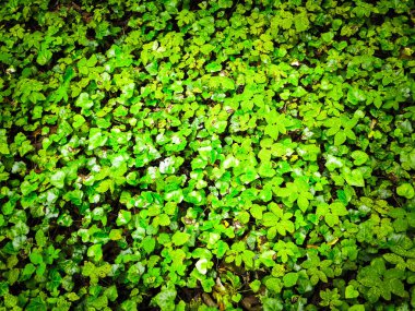 Yeşil sarmaşık yaprakları doğal bir arka plan. Boşluğu kopyala, doğa arkaplanı.