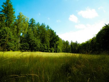 Pelcznica Ulusal Parkı 'ndaki ormandaki çayır. Kuzey Polonya 'nın güzel doğası.