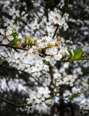 Yabani elma ağacının beyaz çiçeklerine yaklaş. Yaz mevsimi.