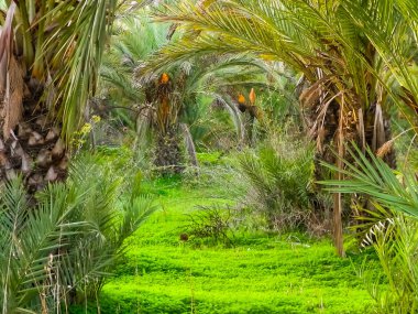 Kıbrıs adasındaki Palm Grove 'da. Randevu çiftliği. Egzotik görüntüler ve tropikal iklim.