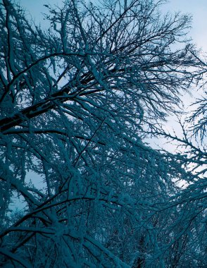 Branches covered with snow as natural background. Beauty of winter nature.