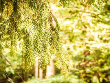 Forest background. Close-up of spruce branches. NAture concept. Copy space on blur. Abstract filter toned.