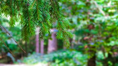 Forest background. Close-up of spruce branches. NAture concept. Copy space on blur.