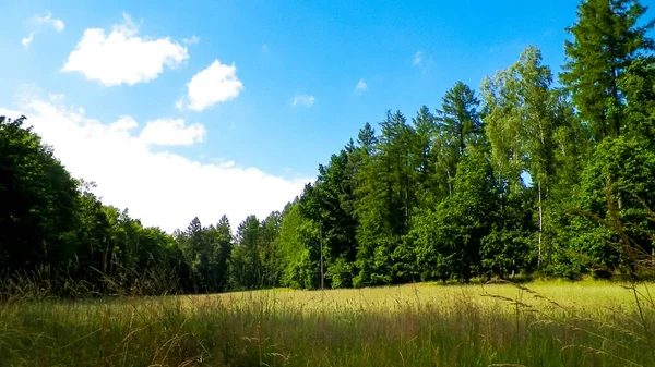 Pré Dans Forêt Dans Parc National Pelcznica Belle Nature Nord — Photo