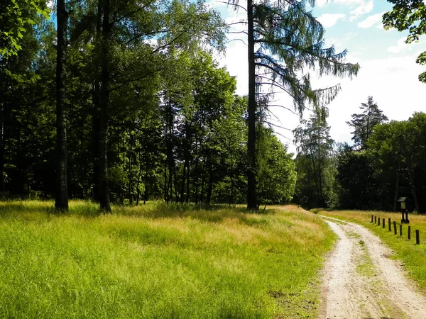 ペルツニツァ国立保護区の森林地帯の風景 ポーランド北部 カシュビア地方の美しい自然 — ストック写真