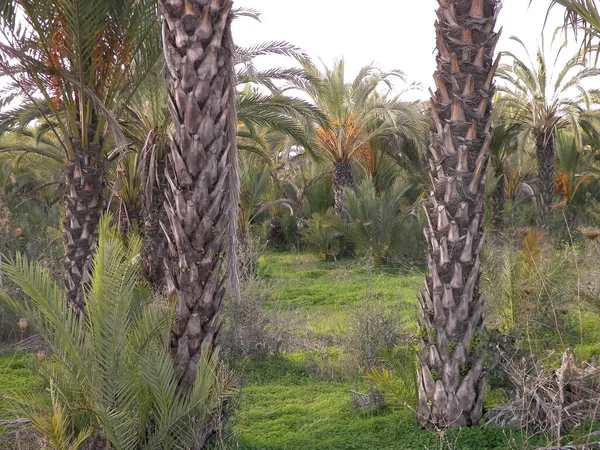 Palm Grove Ciprus Szigetén Dátum Ültetvény Egzotikus Nézetek Trópusi Éghajlat — Stock Fotó