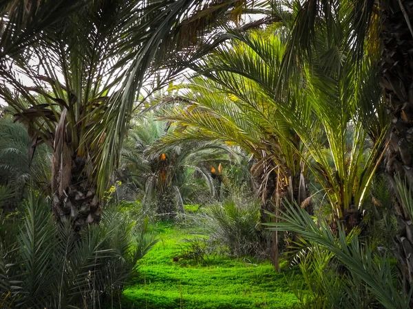 stock image Palm grove on the island of Cyprus. Date plantation. Exotic views and tropical climate.