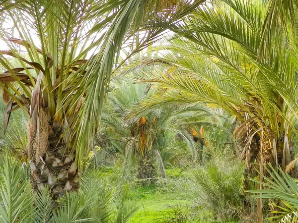 Dattelpalmenwald Zypern Asien Tropische Natur — Stockfoto