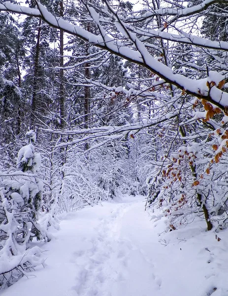 Winter Forest Wiezyca Kashubia Northern Poland Wild Nature Winter — Stock Photo, Image