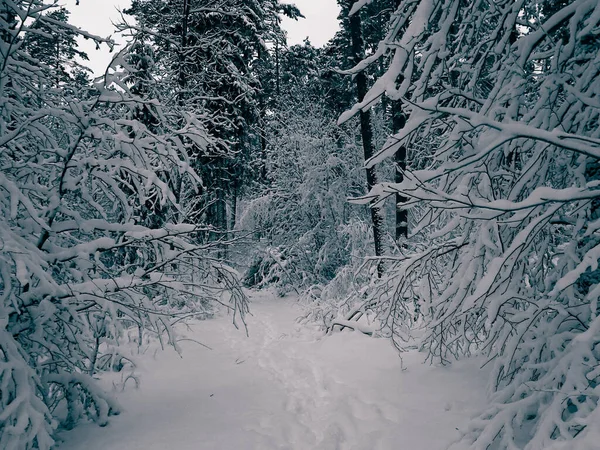 Winter Forest Wiezyca Kashubia Northern Poland Wild Nature Winter — Stock Photo, Image