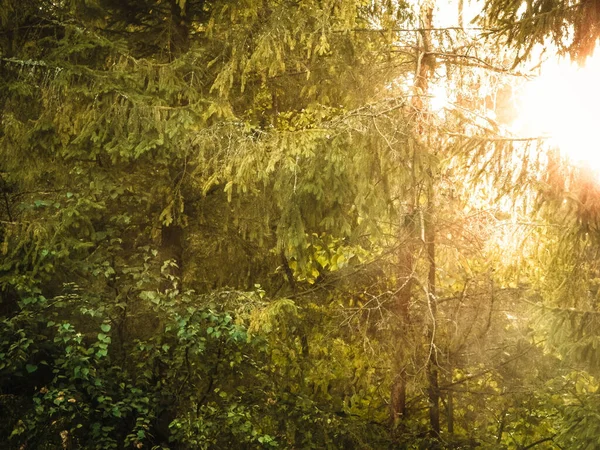 Forest tree branches as nature background. Copy space, abstract filter toned.