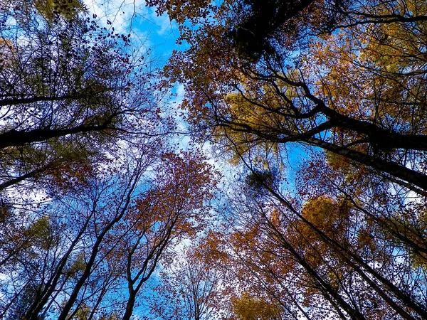 Herbstbäume Vor Blauem Himmel Als Naturhintergrund — Stockfoto