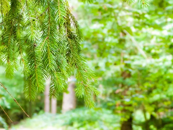 stock image Forest background. Close-up of spruce branches. NAture concept. Copy space on blur.