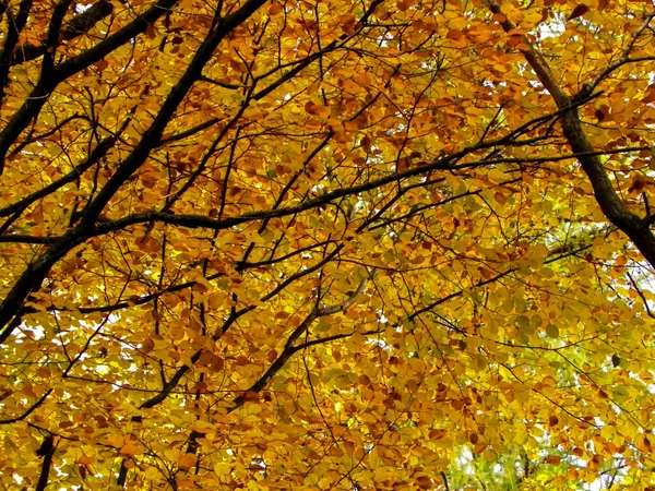 Äste Herbstlicher Bäume Als Hintergrund Der Natur Goldener Herbst Kopierraum — Stockfoto