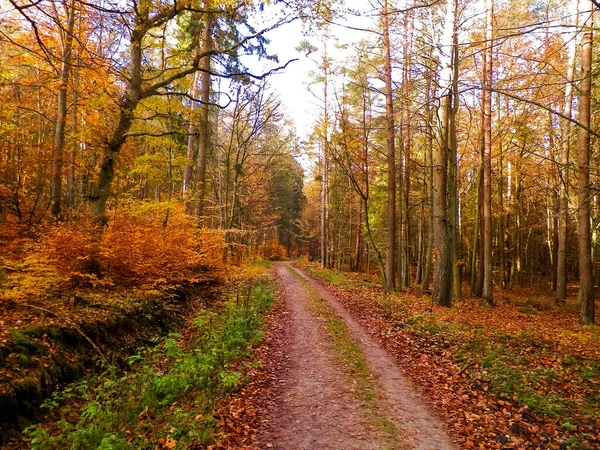 Autumn Forest Landscape Golden Polish Autumn Nature Concept — Stock Photo, Image