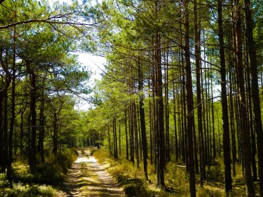 Stilo Polonya 'daki çam ormanı. Kıyı bölgesi. Kuzey Polonya 'nın Doğası.
