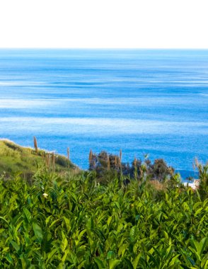 Arka planda, Porto Formoso 'daki çay tarlası ve Atlantik Okyanusu manzarası.