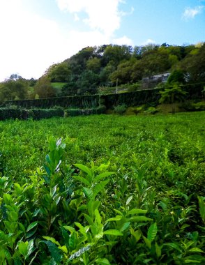 Yeşil tepelerin manzarası ve çayır tarlaları. Azores Adaları.
