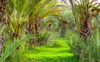 Kıbrıs adasındaki Palm Grove 'da. Randevu çiftliği. Egzotik görüntüler ve tropikal iklim.