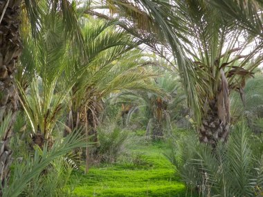 Kıbrıs adasındaki Palm Grove 'da. Randevu çiftliği. Egzotik görüntüler ve tropikal iklim.