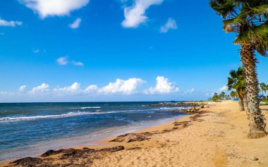 Kıbrıs adası Paphos City yakınlarındaki tropik palmiye, sahil ve Akdeniz manzarası. Seyahat kavramı.