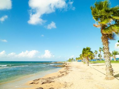 Kıbrıs adası Paphos City yakınlarındaki tropik palmiye, sahil ve Akdeniz manzarası. Seyahat kavramı.