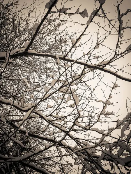 Concept Saison Hivernale Neige Blanche Sur Les Branches Arrière Plan — Photo