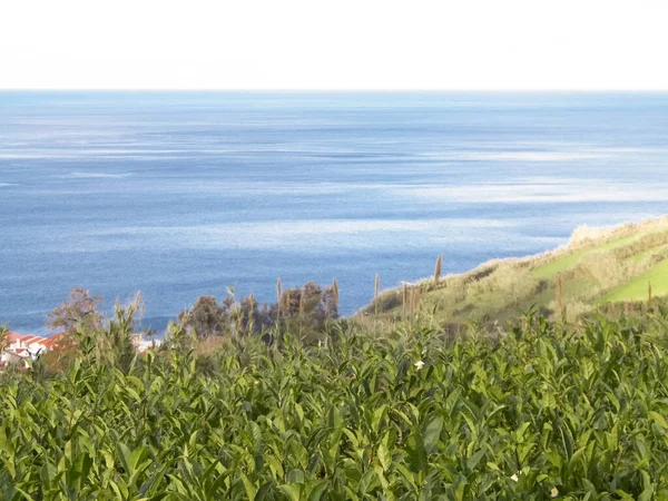 stock image Landscape of tea plantation in Porto Formoso and atlantic ocean in the background.